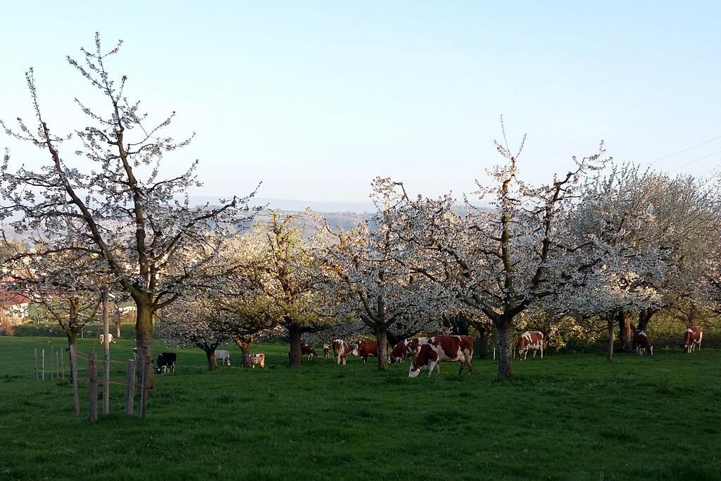 Apartmán Hof Oberprehl Murten Exteriér fotografie